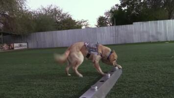 Mexico: scientists are training dogs to detect covid-19